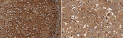 Aquaporin 4, Rabbit anti-Rat, Mouse, Human, Polyclonal, Millipore Sigma